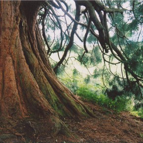 The trees are our teachers~