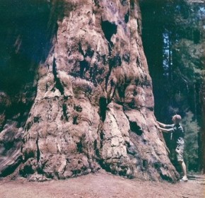 The forest evolves as a whole~