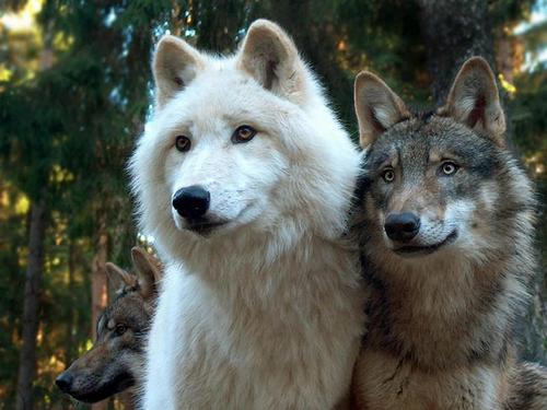 wolves-mysticmamma