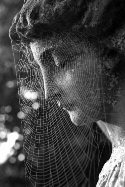 caughtinspiderweb