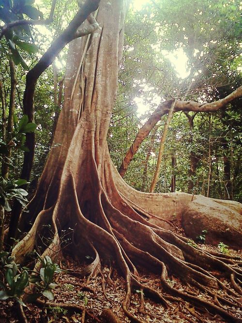 roots-mysticmamma