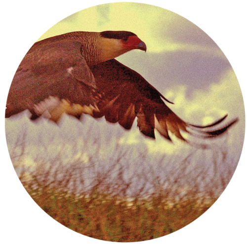 birdtribe-mysticmamma